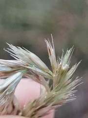 Sesleria autumnalis