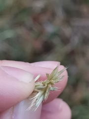 Sesleria autumnalis