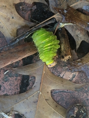 Antheraea polyphemus