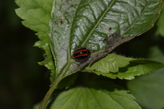 Toxotoma monovittata