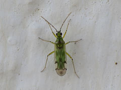 Nesidiocoris tenuis
