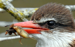 Gryllotalpa africana