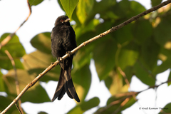 Dicrurus macrocercus