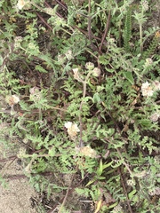 Erysimum franciscanum