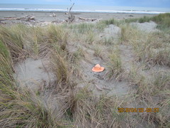 Pericoptus truncatus