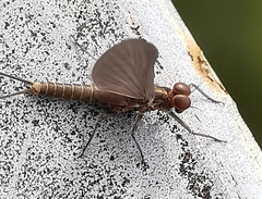 Baetis niger