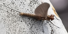 Baetis niger