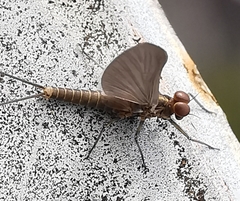 Baetis niger