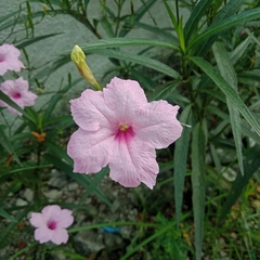 Ruellia simplex