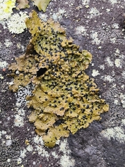 Umbilicaria hyperborea