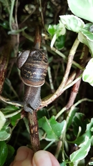 Cornu aspersum