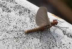 Baetis niger
