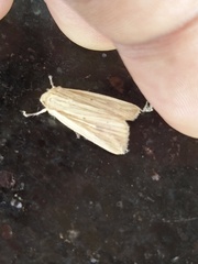 Lepidoptera