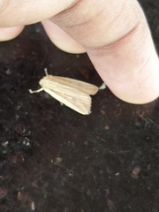 Lepidoptera