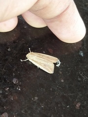 Lepidoptera