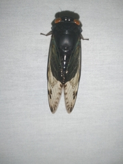 Odopoea funestra
