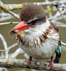 Gryllotalpa africana