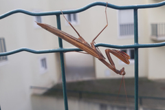 Mantis religiosa religiosa