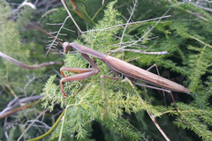 Mantis religiosa religiosa