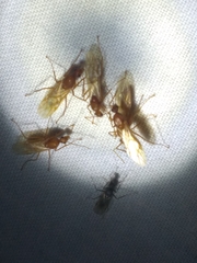 Camponotus hannani
