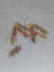 Camponotus hannani