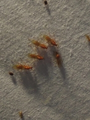 Camponotus hannani