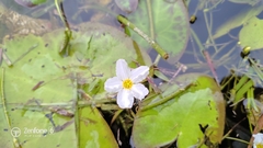 Nymphoides hydrophylla