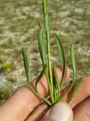 Solidago virgata