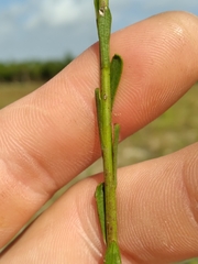 Solidago virgata