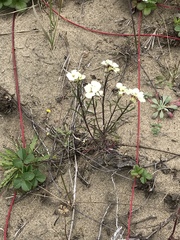 Erysimum franciscanum