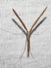 Agdistis tamaricis
