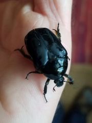 Protaetia opaca