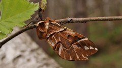 Endromis versicolora