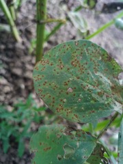 Uromyces viciae-fabae