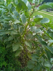 Uromyces viciae-fabae