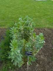 Uromyces viciae-fabae