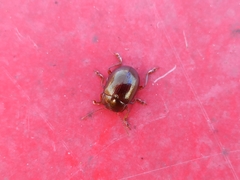 Chrysolina staphylaea