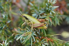 Epipodisma pedemontana