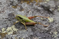 Epipodisma pedemontana