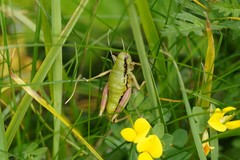Epipodisma pedemontana