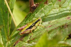 Epipodisma pedemontana
