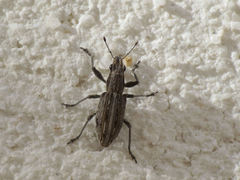 Charagmus intermedius