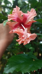 Hibiscus × archeri