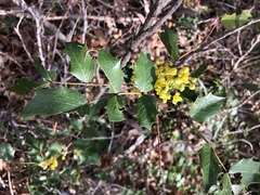 Berberis wilcoxii