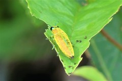 Philocteanus