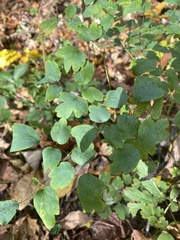 Thalictrum thalictroides