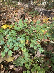 Thalictrum thalictroides