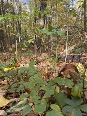 Thalictrum thalictroides
