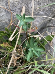 Euphorbia fragifera