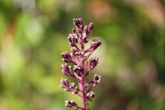 Carphephorus paniculatus